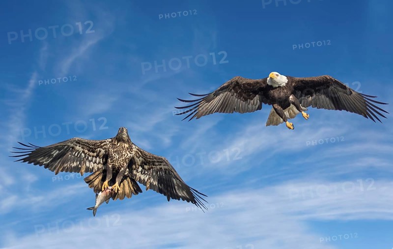 Eagle flying with a fish in its claws on the water
