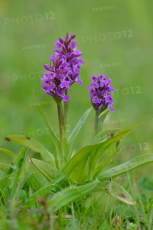 Western Marsh Orchid (Dactylorhiza majalis)