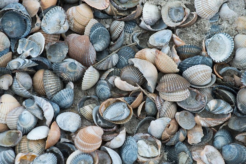 Mussel shells