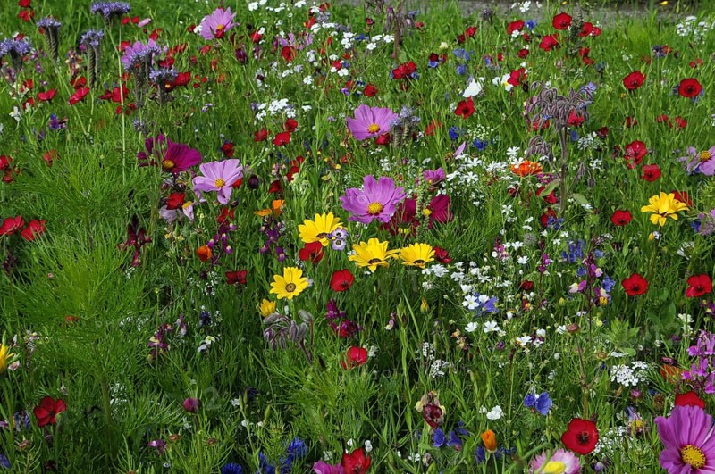Summer flower meadow