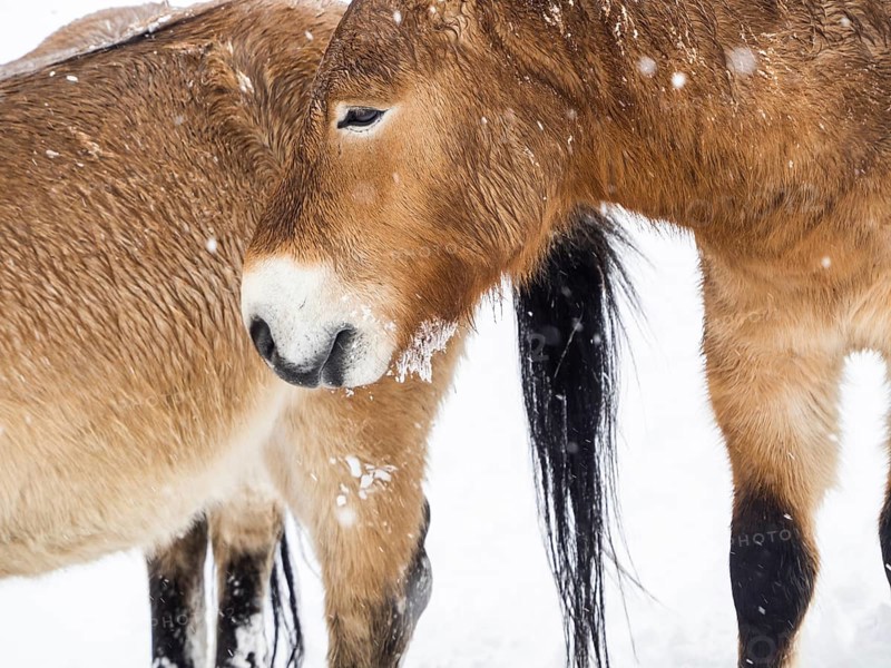 Przewalski's horses (Equus przewalskii) during snowfall in winter