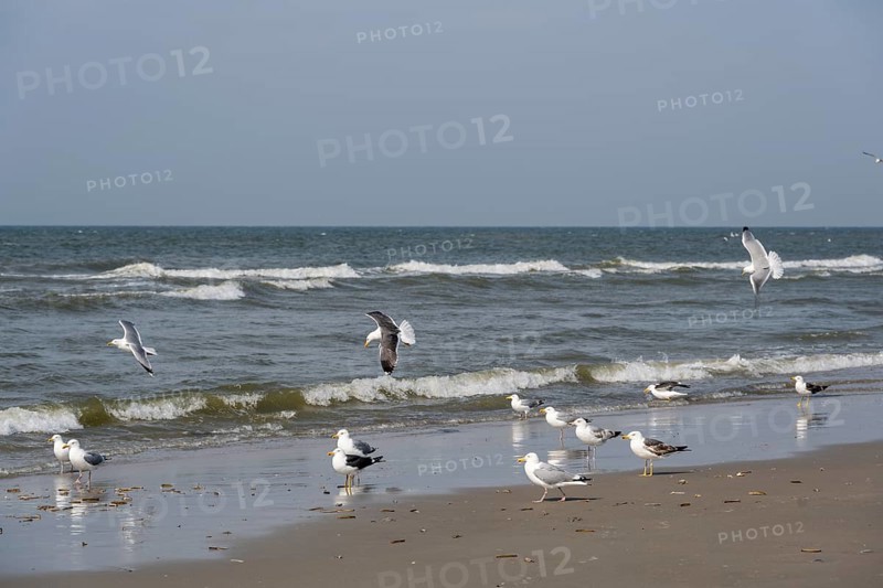 European herring gulls (Larus argentatus) foraging on the wave fringe