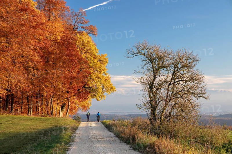 Colourful autumn colours in the forest near Liggeringen