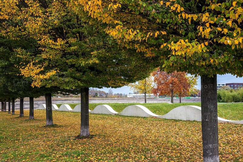Trees with autumn leaves
