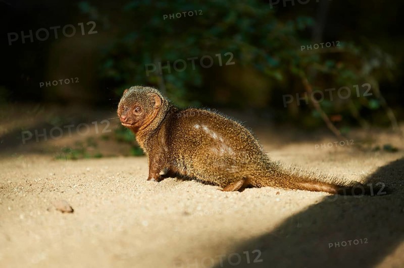 Ethiopian dwarf mongoose (Helogale hirtula) standing on a rock