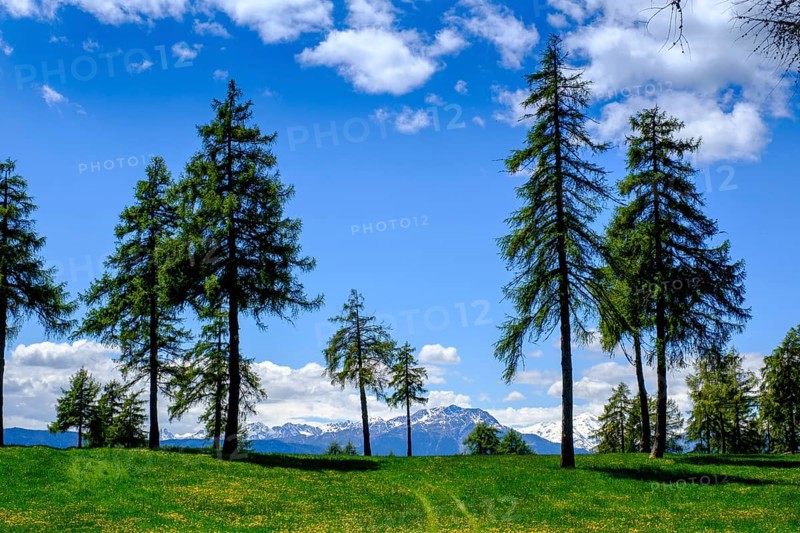 Larch meadows in spring