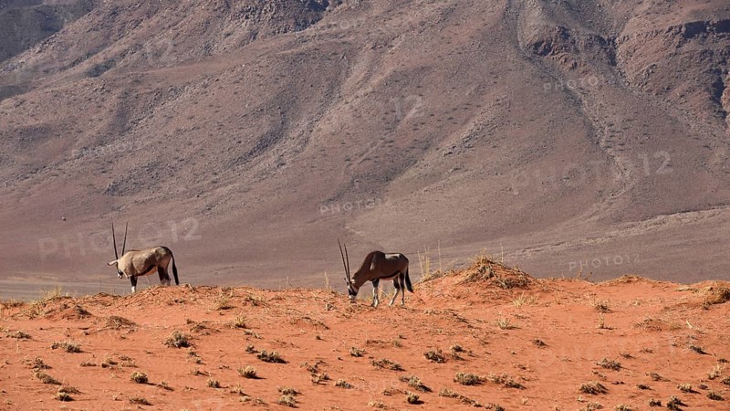 Oryx antelopes (Orxy gazella)