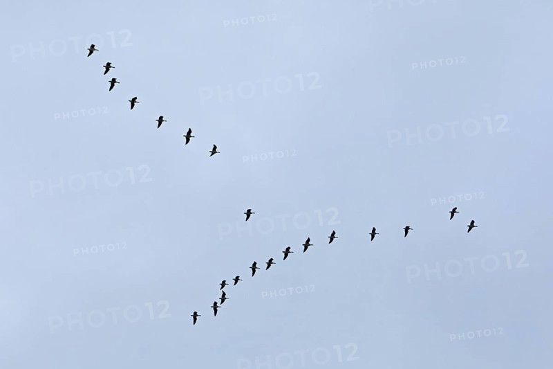 Flock of wild geese