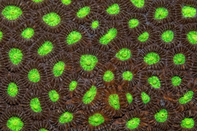 Detail of stony coral with indented polyps (Favia speciosa)