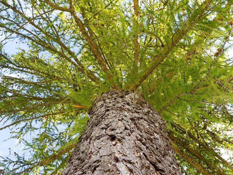 European larch (Larix decidua)