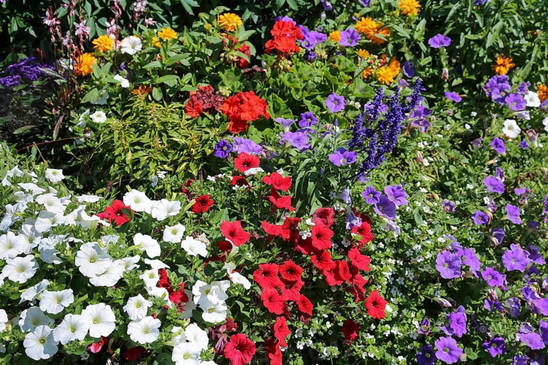 Petunias (Petunia)