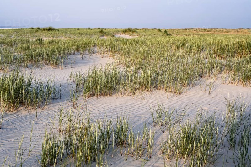Marram Grass
