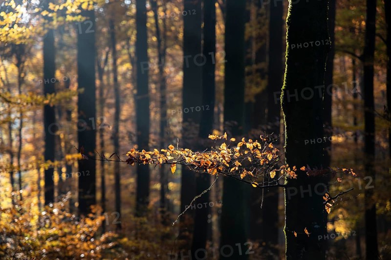 Afternoon sun in the beech forest near Liggeringen