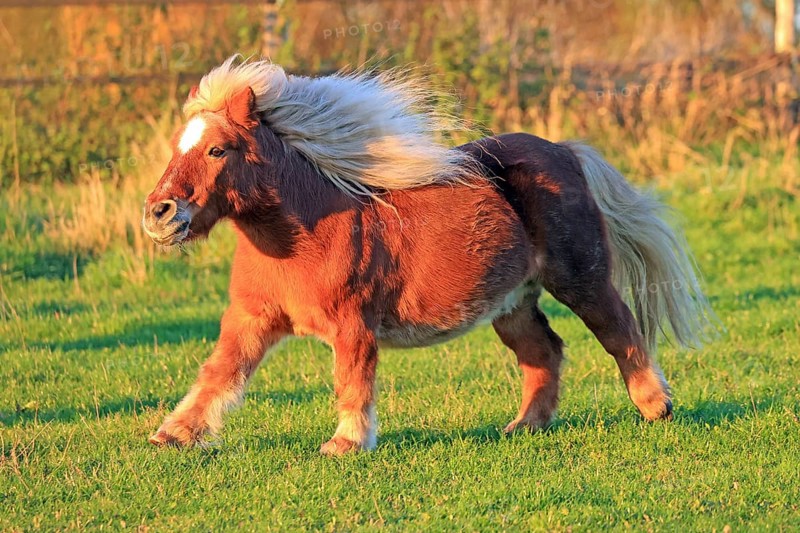 Horse (Equus)