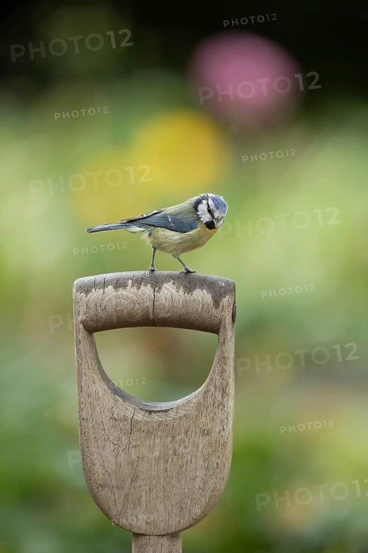 Blue tit (Cyanistes Caeruleus)
