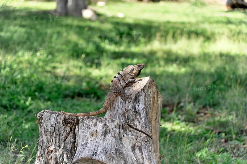 Iguana on the grounds