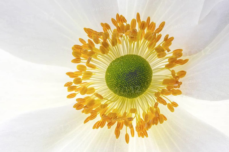 White chinese anemones (Anemone hupehensis)