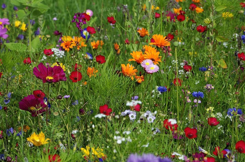 Summer flower meadow