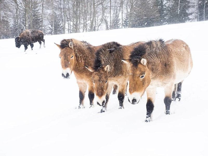 American bison (Bos bison) and przewalski's horses (Equus przewalskii) during snowfall in winter