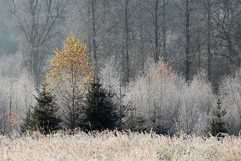 Forest clearing