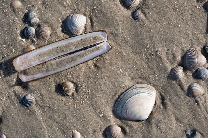 Mussels