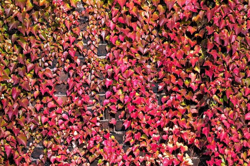 Wild vine (Parthenocissus tricuspidata)
