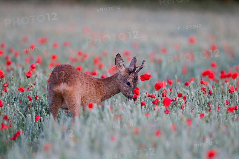 Roe deer (Capreolus capreolus) adult buck in a summer wheat field with flowering poppies