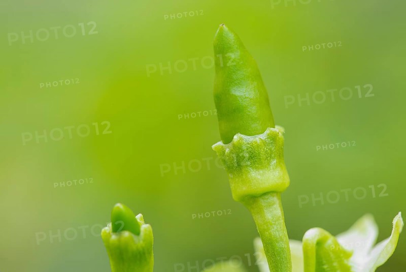 Close up shot of small fresh organic green chili (Capsicum frutescens)