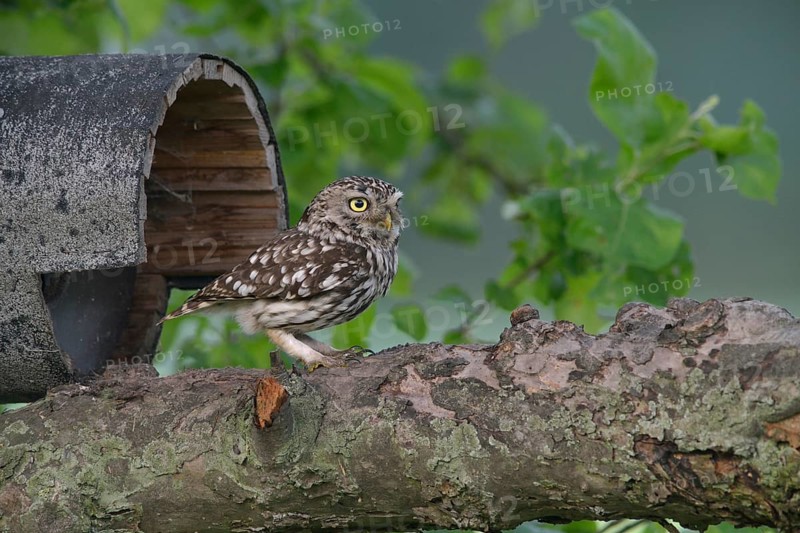 Little owl (Athene noctua) at a bird house