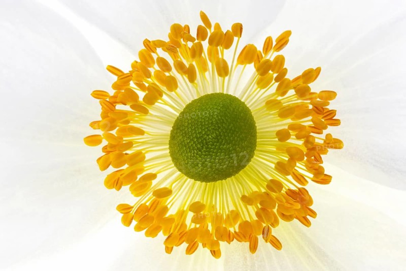 White chinese anemones (Anemone hupehensis)