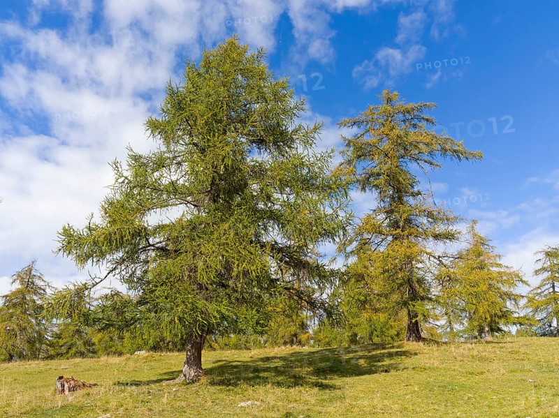 Larch meadows on the Salten
