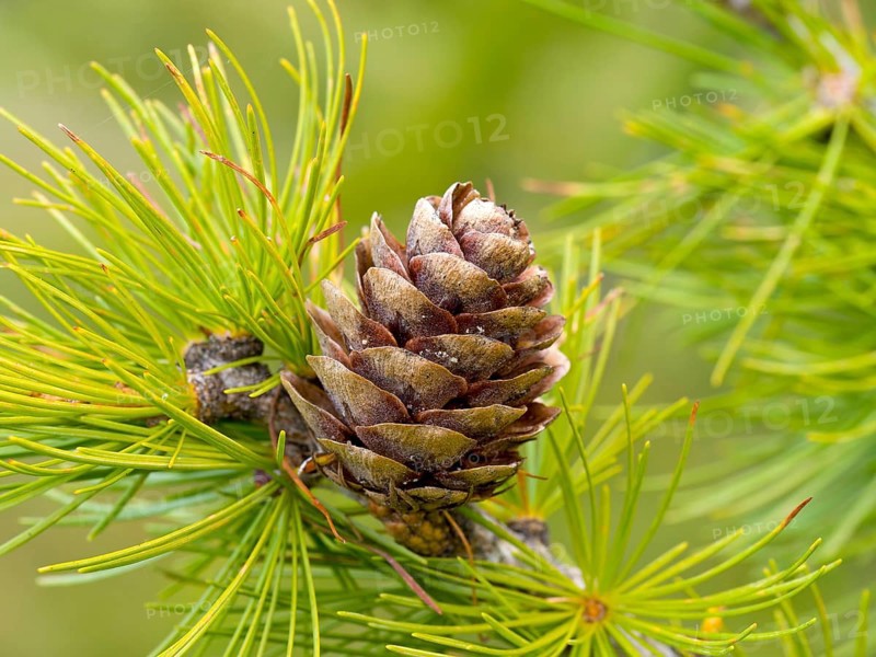 Larch cones and european larch (Larix decidua)