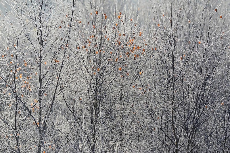 Birches (Betula)
