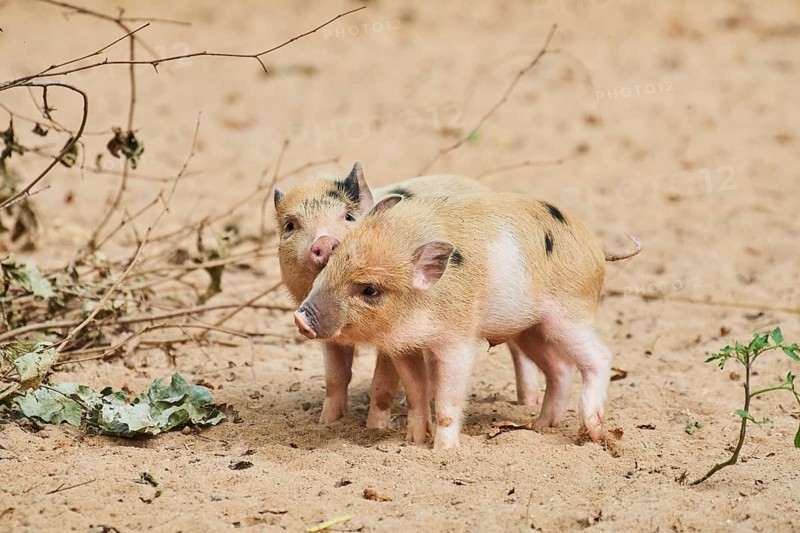 Vietnamese Pot-bellied piglets