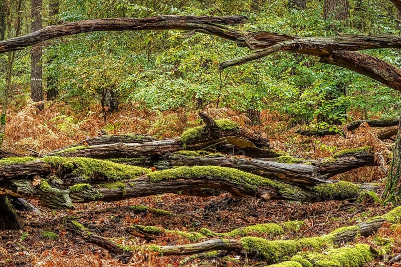 Decaying trees