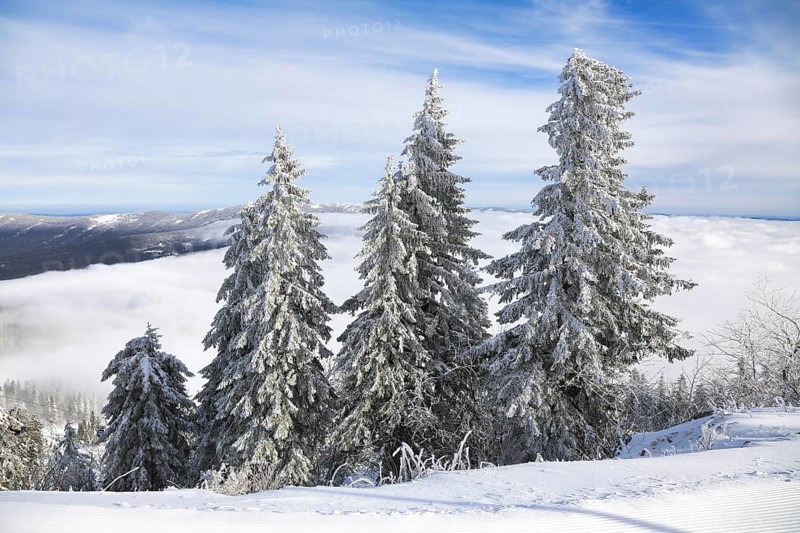 Snowy landscape