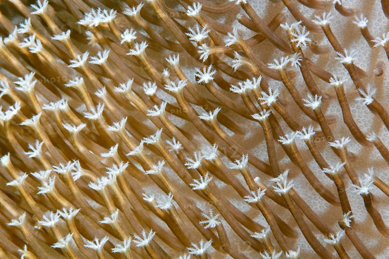 Polyps of a leather coral (Sarcophyton sp.)