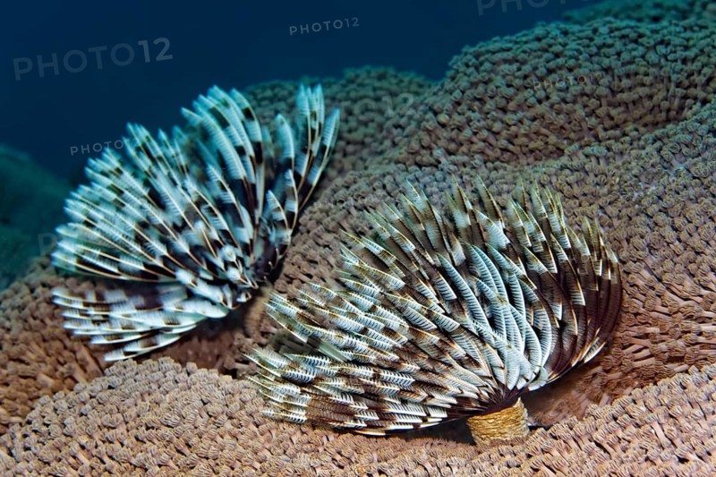 Tubewurn (Sabellastarte sp.)