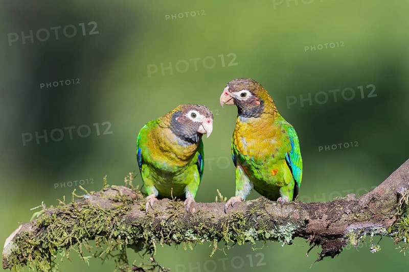 Brown-hooded parrots (Pyrilia haematotis) sitting on branch