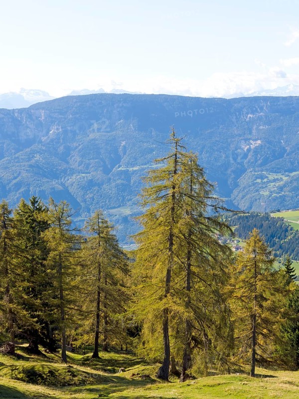 Larch meadows on the Salten