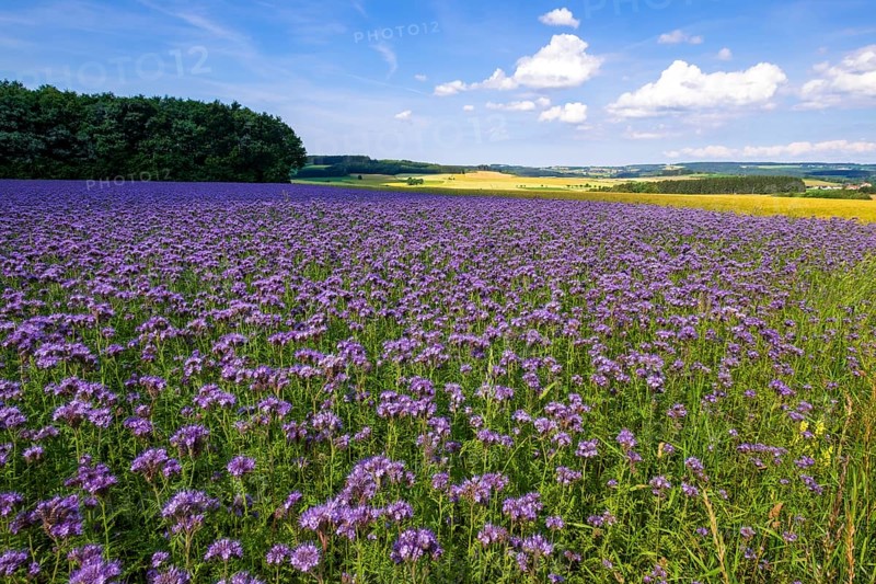 Field with scorpion-weed (Phacelia) near Quetschen