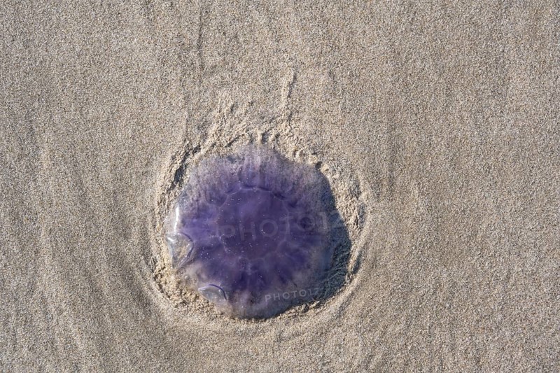 Blue jellyfish (Cyanea lamarckii) on a sandy beach