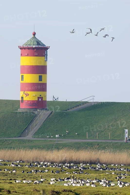 Barnacle geese (Branta leucopsis) at Pilsum lighthouse