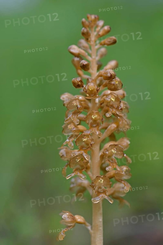 Bird's-nest orchid (Neottia nidus-avis)