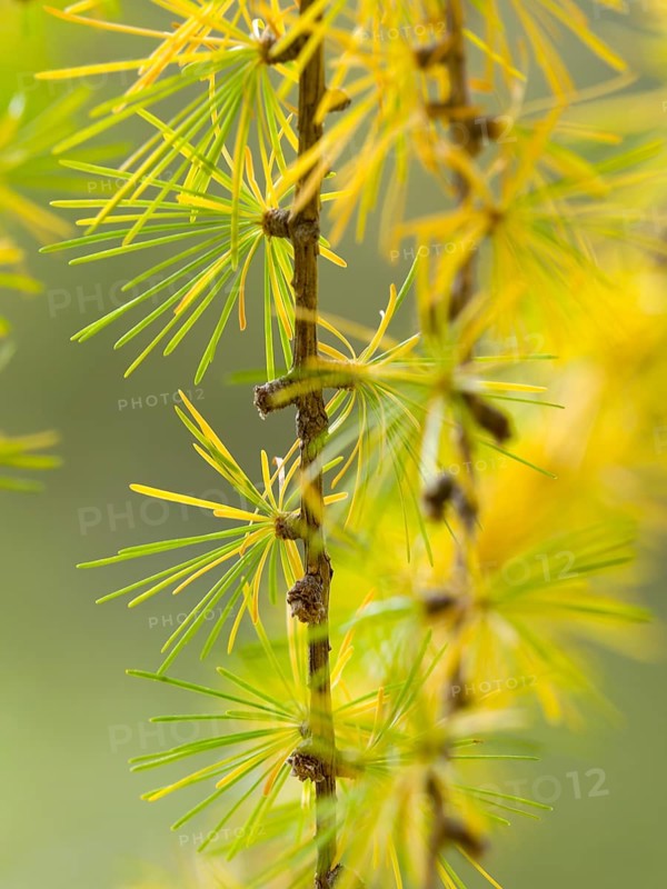 European larch (Larix decidua)