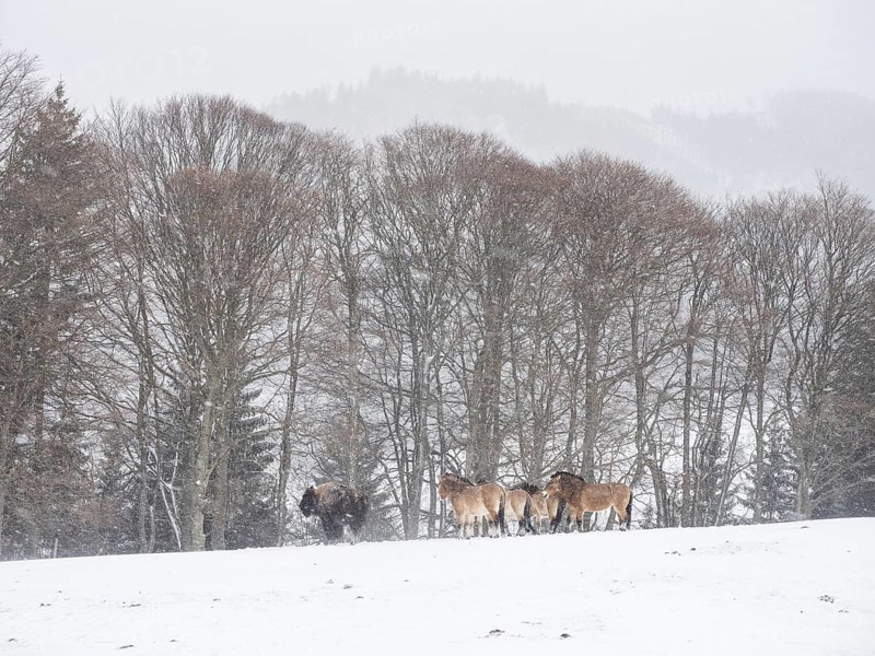 American bisons (Bos bison) and przewalski's horses (Equus przewalskii) during snowfall in winter