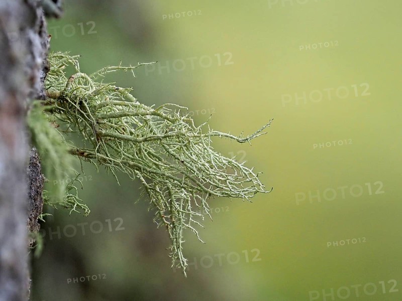 Lichens on a european larch (Larix decidua)