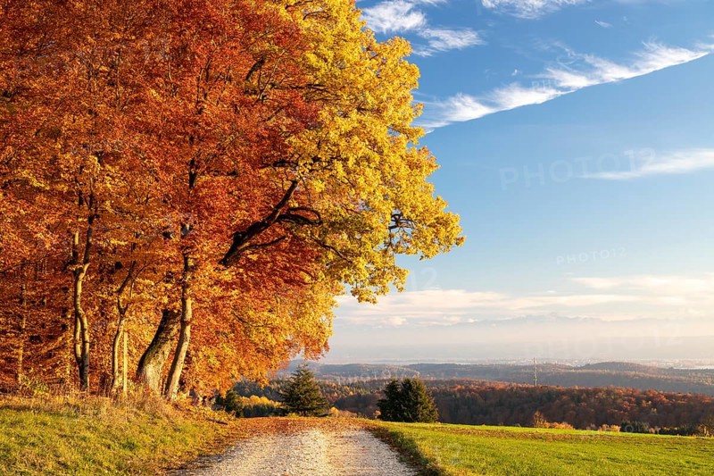 Colourful autumn colours in the forest near Liggeringen