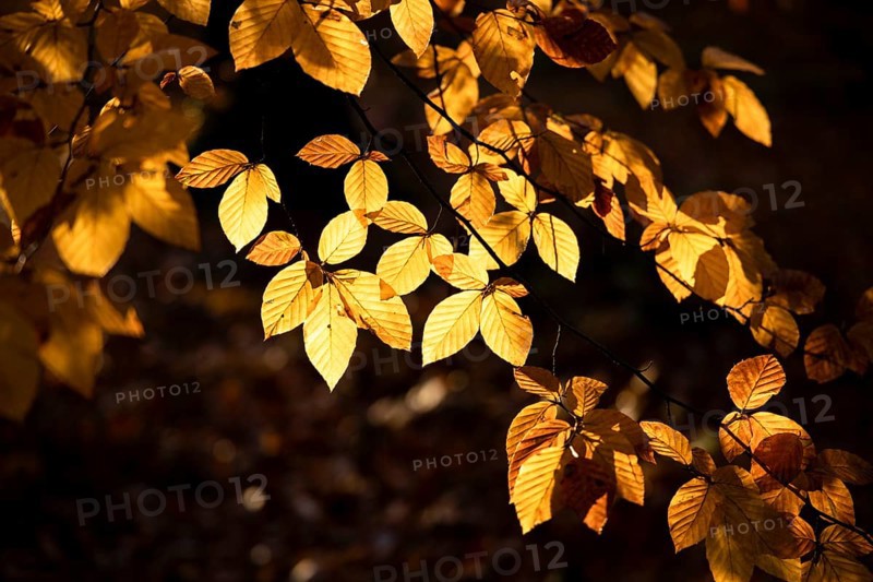 Afternoon sun in the beech forest near Liggeringen
