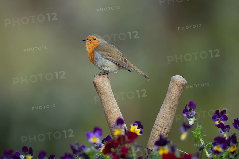 European robin (Erithacus rubecula) adult bird singing on a garden shears handle